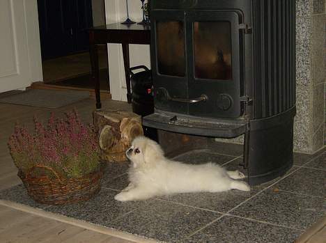 Pekingeser tilde billede 10