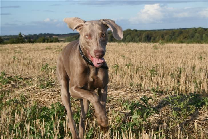 Weimaraner Merlin - Merlin i marken billede 12