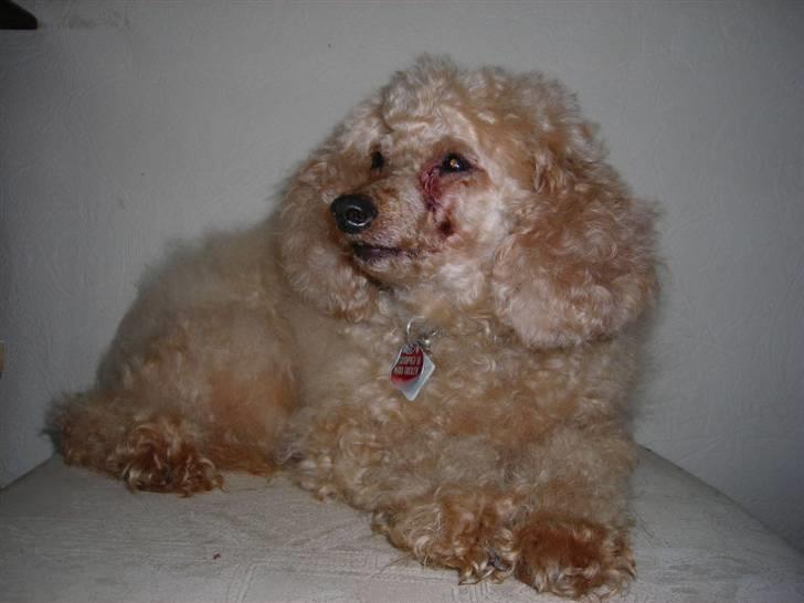 Dværgpuddel Strandløven's Zitka - Hvem når bolden først ?? billede 1