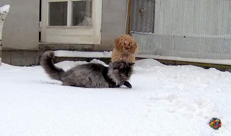 Dværgpuddel Strandløven's Zitka billede 2