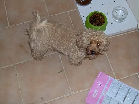 Dværgpuddel Strandløven's Zitka - Mor se lige den anden vej, så jeg kan kaste mig over kattemaden. billede 3