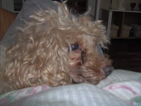 Dværgpuddel Strandløven's Zitka - En af de få øjeblikke hvor Zitka ligger og slapper af. billede 4