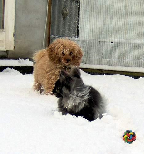 Dværgpuddel Strandløven's Zitka - Zitka bryd sig ikke om at killingerne sulle uden for om vinteren, det var jo for koldt billede 5