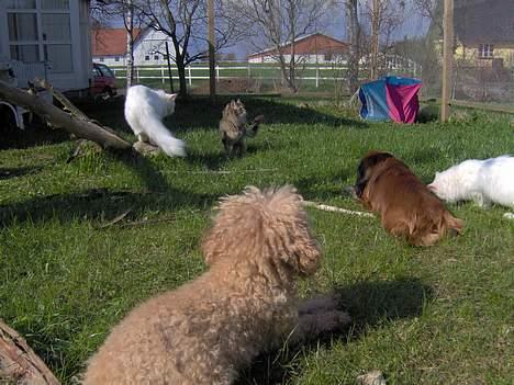 Dværgpuddel Strandløven's Zitka billede 6