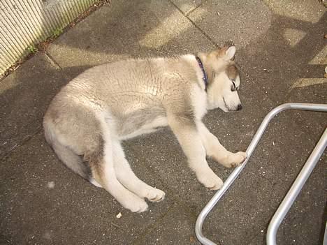 Alaskan malamute Asim - en lille lur man bliver hurtig træt når man ikke er så gammel billede 8