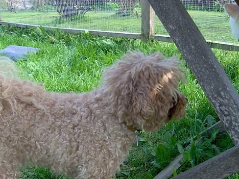 Dværgpuddel Strandløven's Zitka - Sikke en sød lille bold, må jeg få den. billede 7