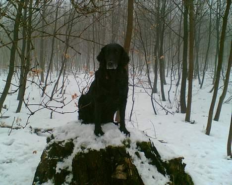 Flat coated retriever Bonnie * I Himlen * - Bonie elsker sne billede 11