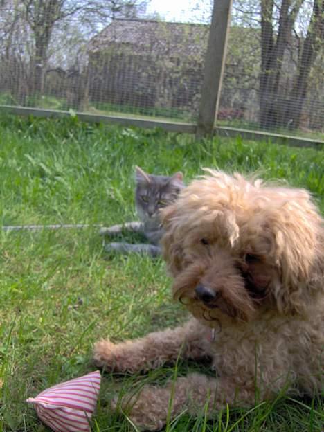 Dværgpuddel Strandløven's Zitka - Zitka og Abilgel holder øje med at alt er som det skal være. billede 8