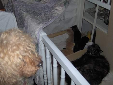 Dværgpuddel Strandløven's Zitka - Hvor der er små killinger, er Zitka også. billede 9