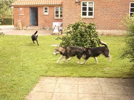 Blanding af racer Elvis - jeg vil også være med billede 5