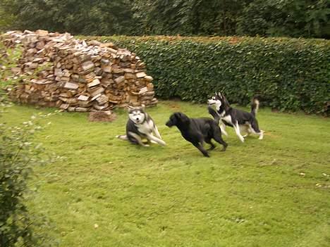 Blanding af racer Elvis - Jeg skal nok få dig billede 6