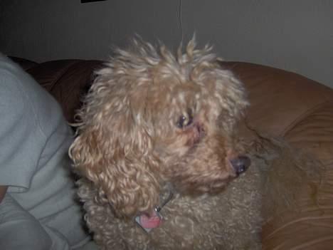 Dværgpuddel Strandløven's Zitka billede 10