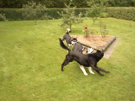 Blanding af racer Elvis - ha jeg fik dig billede 7