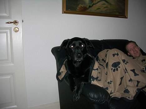 Blanding af racer Elvis - Sagde du noget billede 8