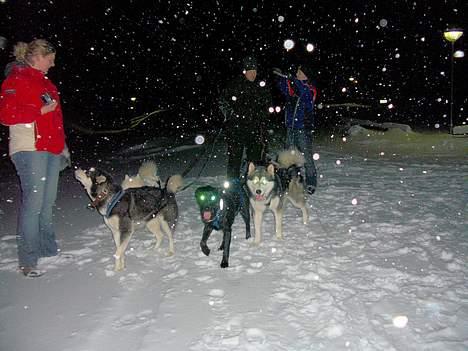 Blanding af racer Elvis - Så er vi ude at trække ja en bla. kan skam også godt være med billede 9