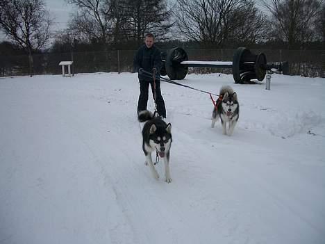 Alaskan malamute Ashanti - kom nu Asim billede 6