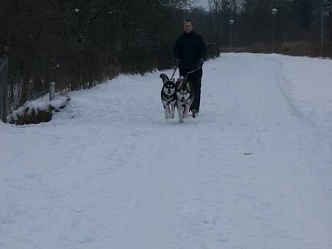 Alaskan malamute Ashanti - nøj hvor det går billede 7
