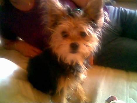 Blanding af racer Gangster billede 1