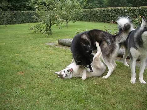 Alaskan malamute Lady  - Så fik hun mig alligevel billede 9