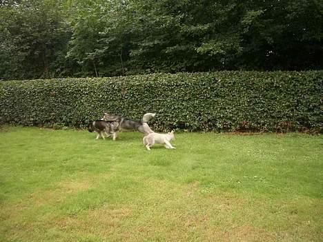 Alaskan malamute Lady  - Jeg vil også være med billede 10