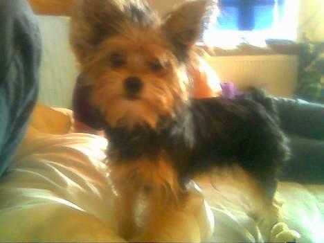 Blanding af racer Gangster billede 2