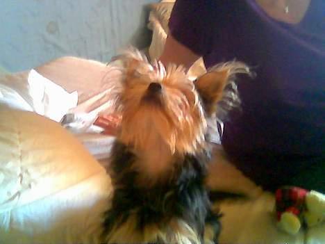 Blanding af racer Gangster billede 3