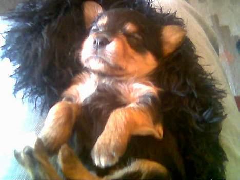 Blanding af racer Gangster - Her var han kun en lille baby billede 4