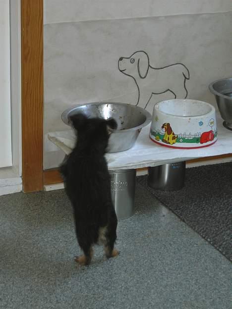 Blanding af racer Gangster - Det var dengang jeg var for lille til at nå Ronjas lækre mad..  billede 5