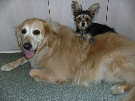 Blanding af racer Gangster - verdens bedste soveplads, på verdens bedste veninde.. billede 6