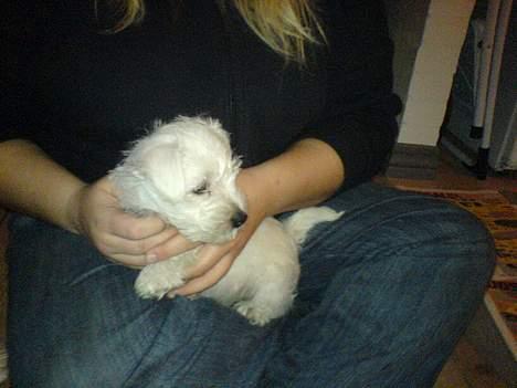 West highland white terrier Anton - 14/11 - sikke opmærksom og nysgerrig han er blevet. billede 13