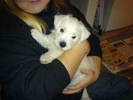 West highland white terrier Anton - 14/11 ...og M E G E T glad for at bide i tæer... tsk tsk tsk billede 14