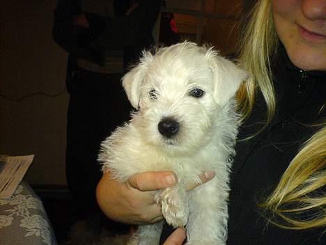 West highland white terrier Anton - 14/11 Kun en lille bitte uge til han kommer hjem :-)  billede 15