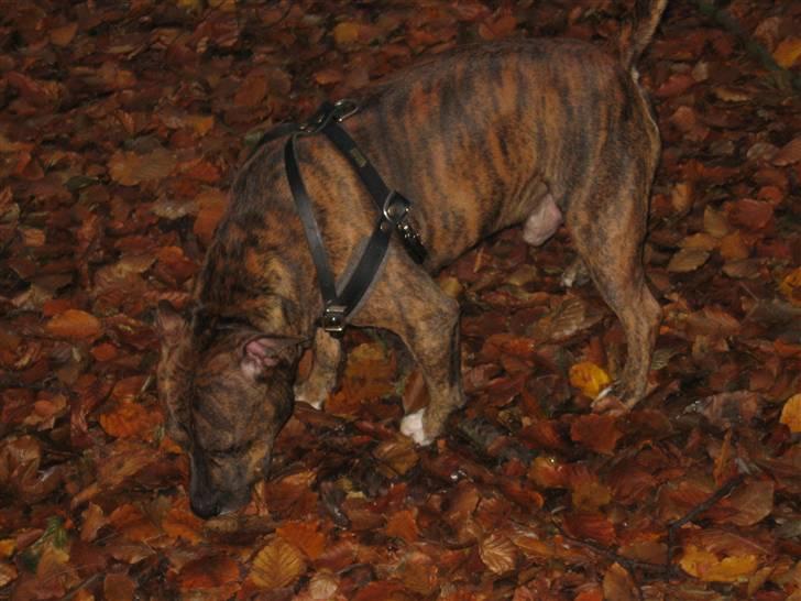 Amerikansk staffordshire terrier Cody HimmelHund billede 8