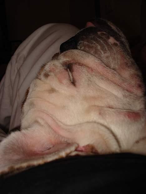 Engelsk bulldog Diva - ZzzzZZZzzzz.... Nej, jeg vil ikke gå tur, kan du ikke se jeg har travl med noget andet!! billede 17