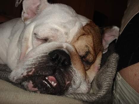 Engelsk bulldog Diva - "Væk mig når der er mad!!" ZZZzzzZZzzzzz billede 18