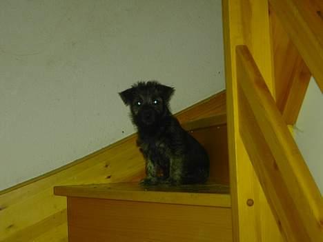 Cairn terrier Balder billede 1