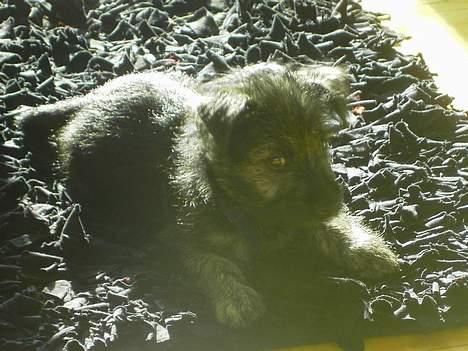 Cairn terrier Balder billede 2