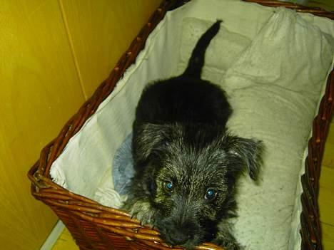 Cairn terrier Balder billede 3