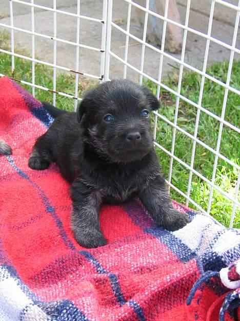 Cairn terrier Balder billede 4