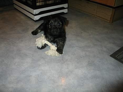 Cairn terrier Balder billede 5