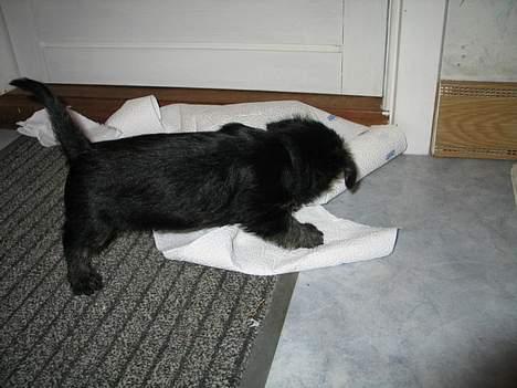 Cairn terrier Balder billede 6