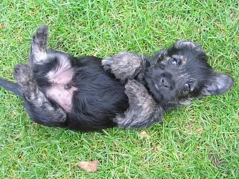Cairn terrier Balder billede 7