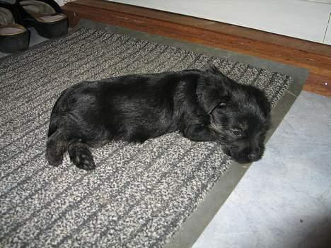 Cairn terrier Balder billede 8
