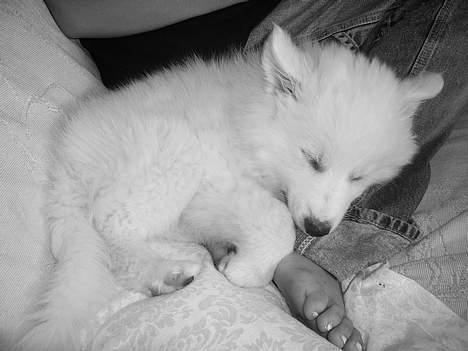 Dansk Spids Baloo billede 16