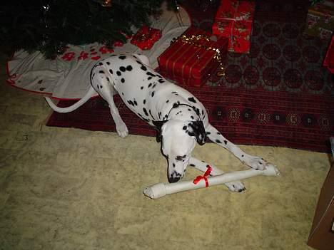 Dalmatiner Perle - Min julegave 2005 billede 13
