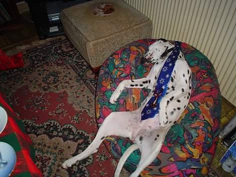 Dalmatiner Perle - Mig med jule slips på:) billede 14