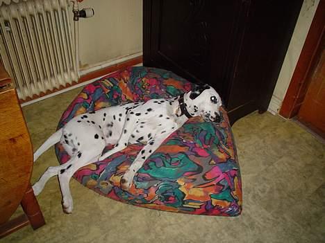 Dalmatiner Perle - Nyder livet:) billede 15