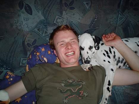 Dalmatiner Perle - Ligger sammen med far her:) billede 16