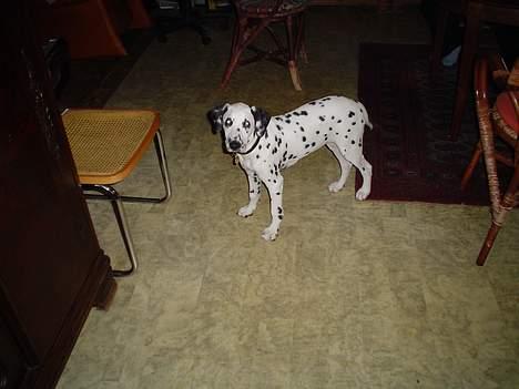 Dalmatiner Perle - Her er jeg ikke så stor! billede 17