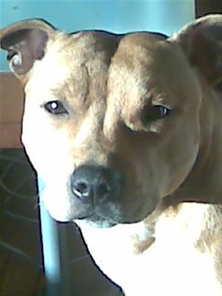 Staffordshire bull terrier Chianti billede 1